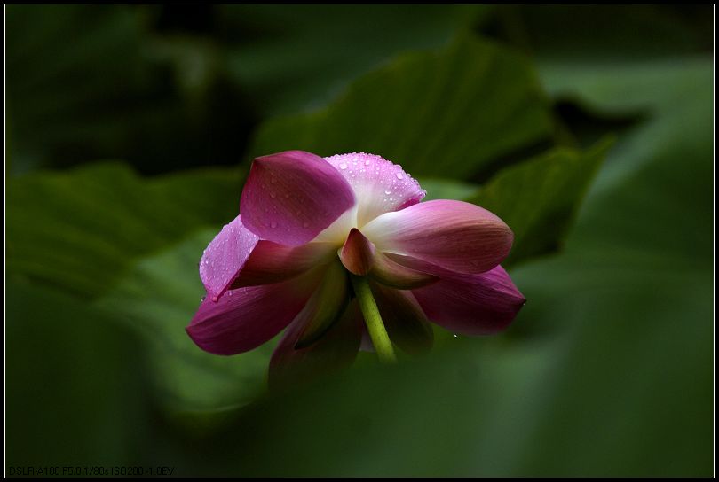 荷 摄影 zhanzhenlin