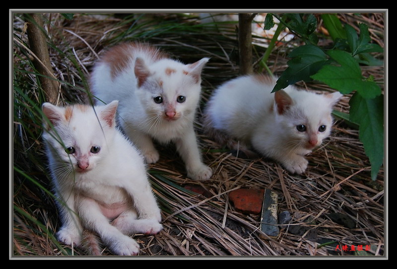 小猫 摄影 人味鱼