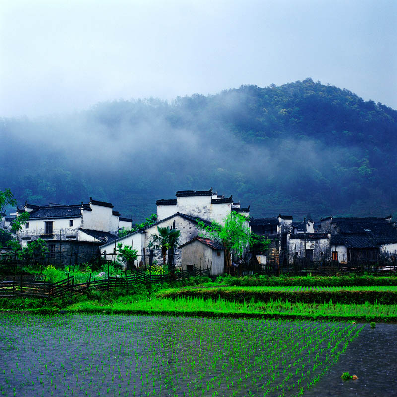 细雨春秧 摄影 红山翁