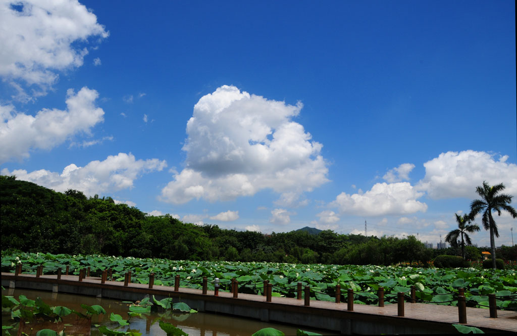 洪湖公园 摄影 小尼