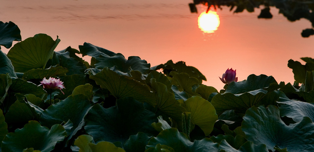 夕照荷塘 摄影 影光色