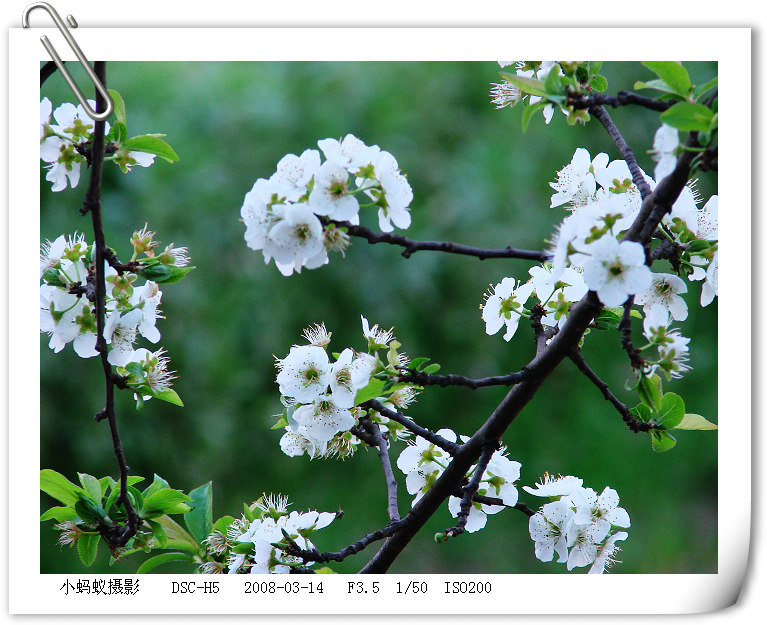 花5 摄影 聪明的小蚂蚁