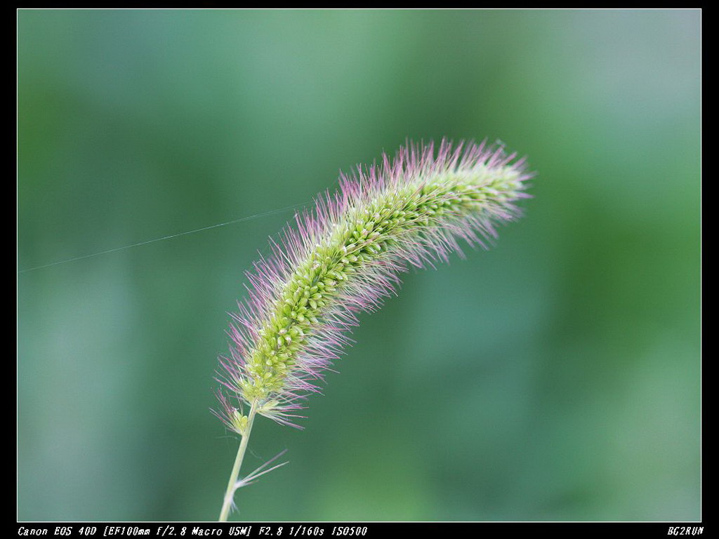 小草 摄影 苍狼与白鹿