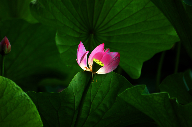 花心 摄影 阳光可乐