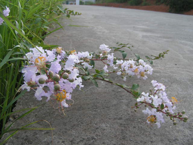 路边的野花...... 摄影 欣冰