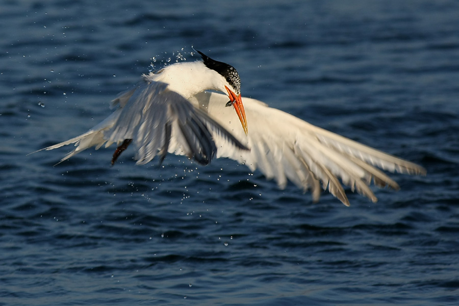 优美燕鸥（ELEGANT TERN） 摄影 laxx