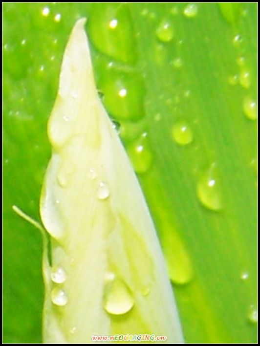 青翠欲滴 摄影 富氧雨