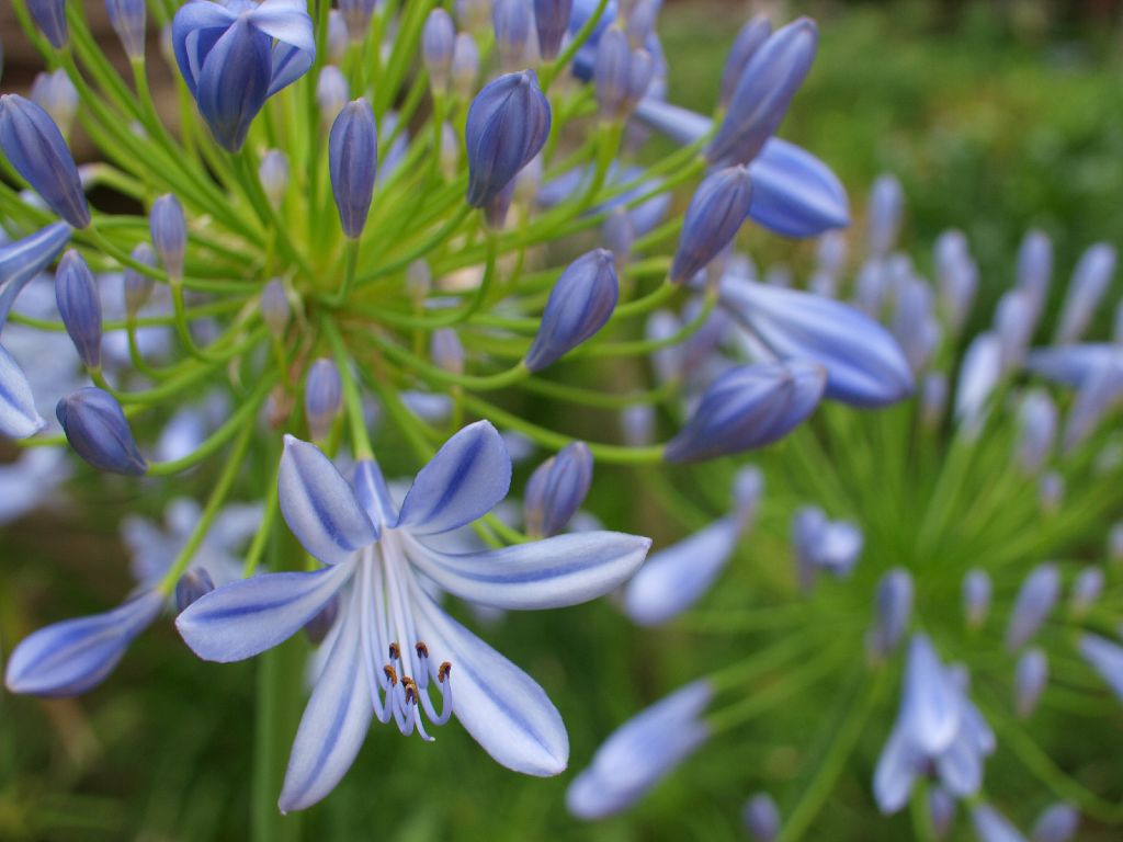 花 摄影 感知