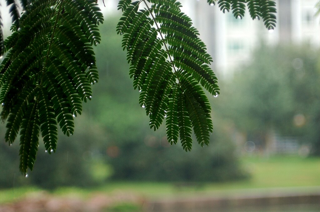 雨后 摄影 翰墨