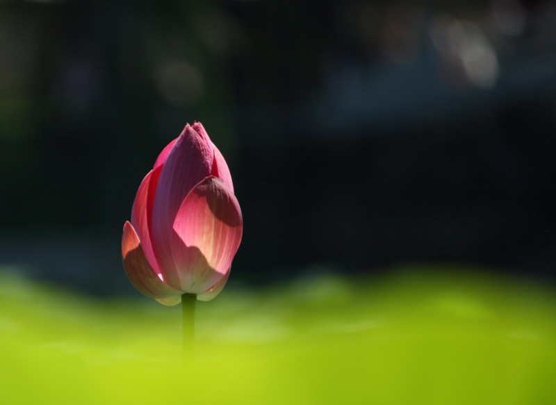 孤芳 摄影 潇湘竹