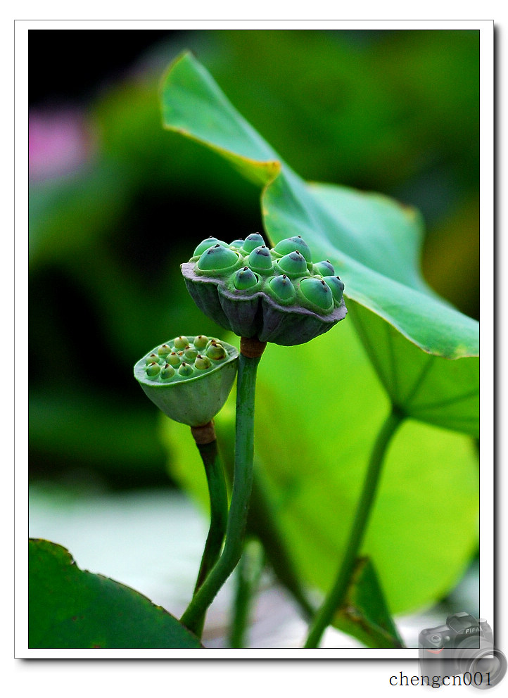 荷花 摄影 chengcn001