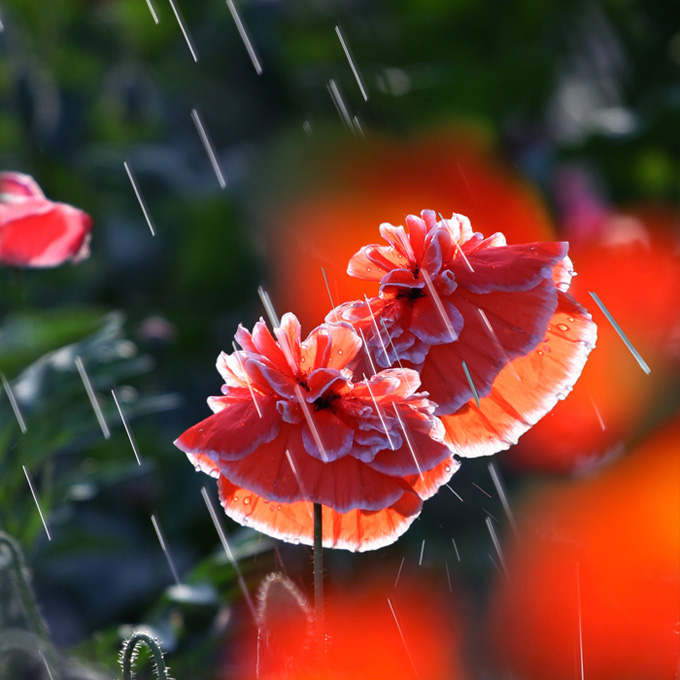 浴美人2 摄影 细雨霏霏