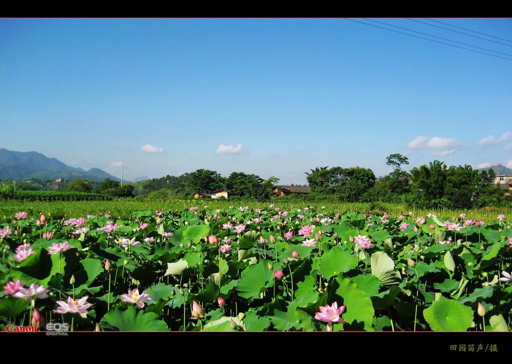 莲乡 摄影 田园笛声