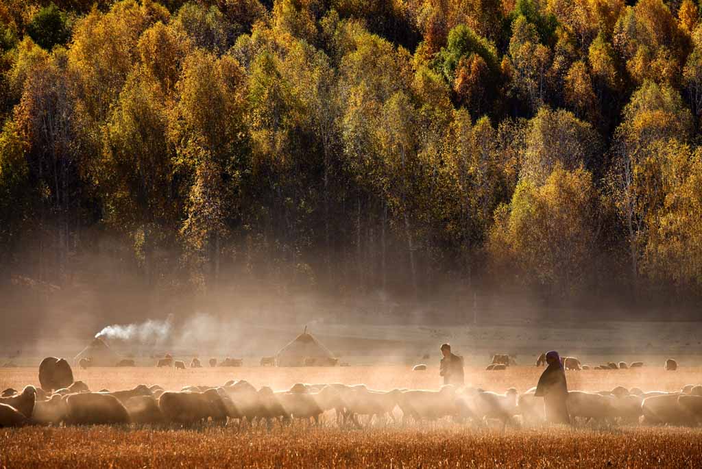 autunm in xinjiang 摄影 1dmark2