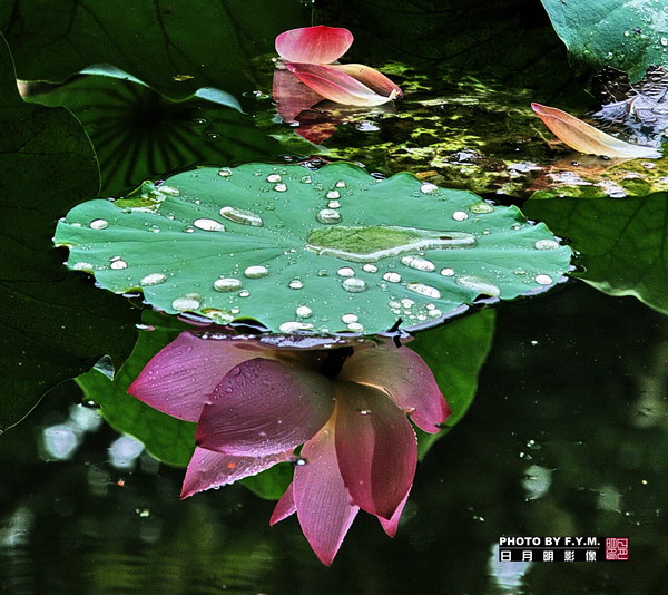 雨后荷花 摄影 广州日月明