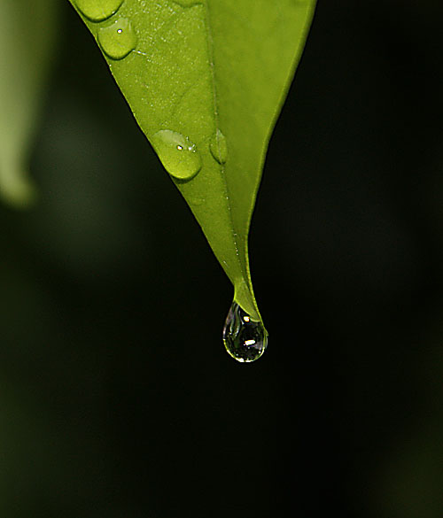 水珠 摄影 MAI