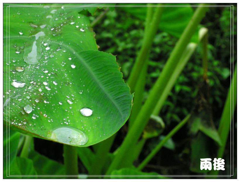 <雨后> 摄影 澄海-小黄