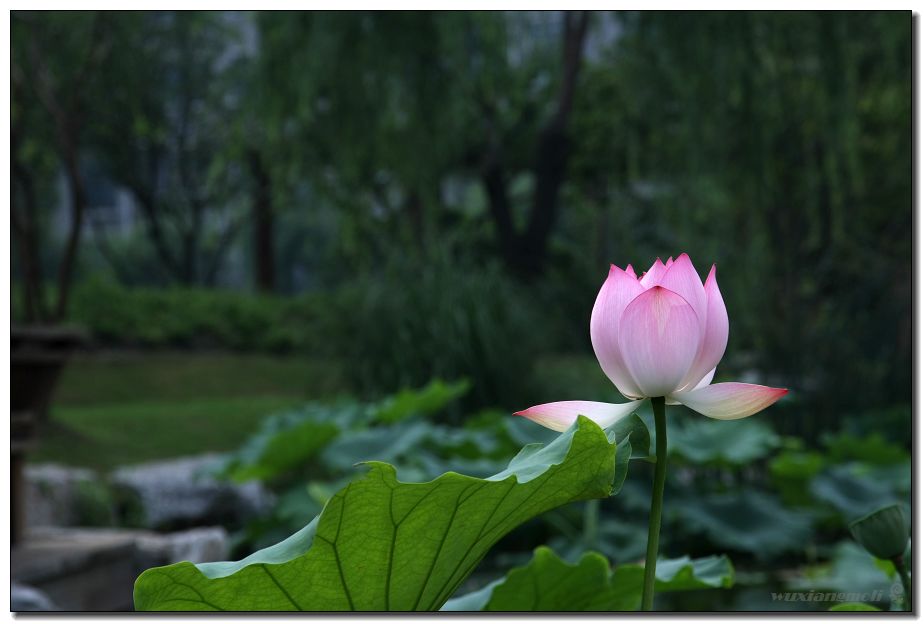 荷韵·荷风玉露 摄影 无香茉莉