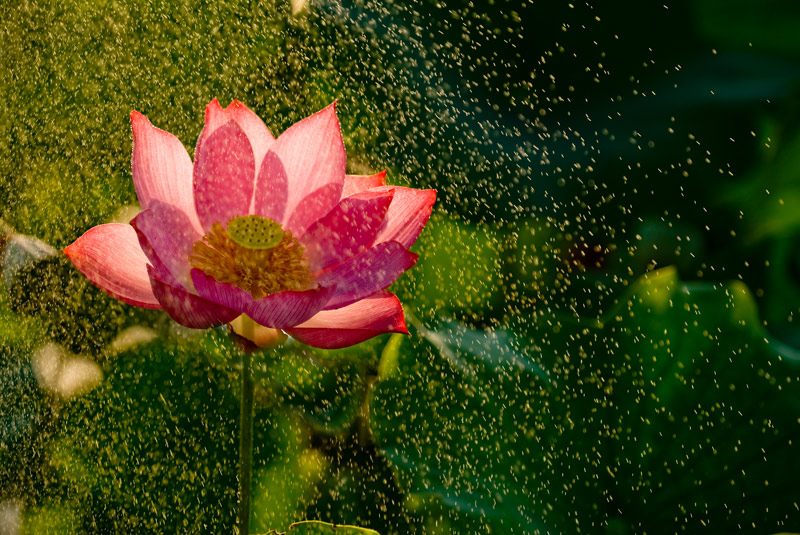 雨荷 摄影 色眼看天下