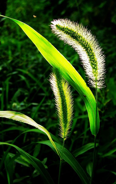 狗尾草 摄影 耕耘人