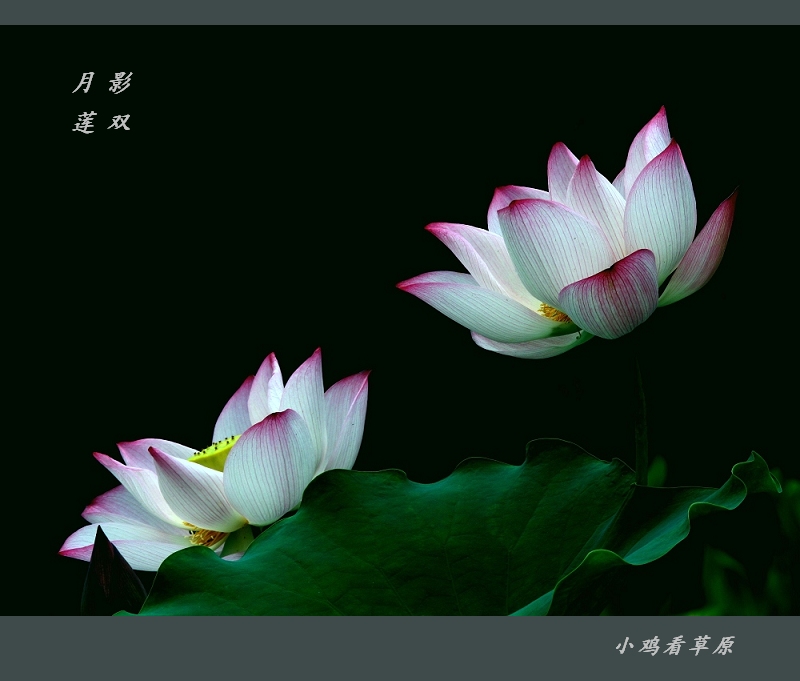 月影双莲 摄影 小鸡看草原