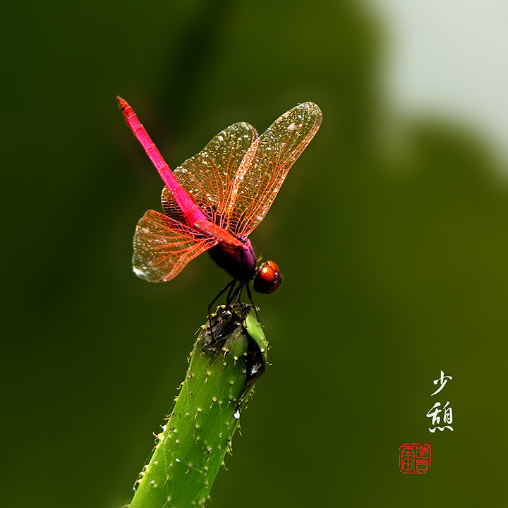 少憩1 摄影 天许作闲人