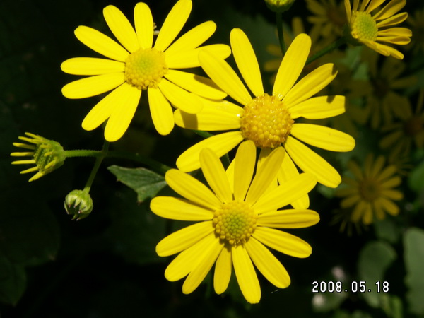 六月菊 摄影 飘洒芒芽