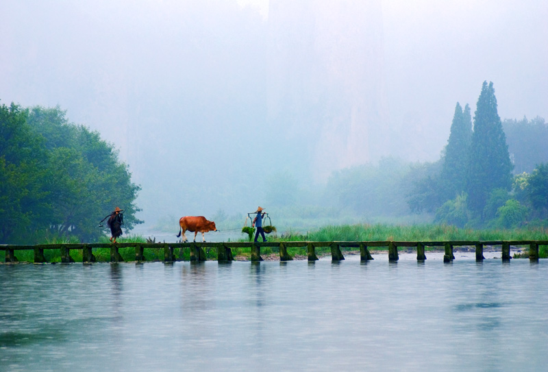 烟雨牧牛图 摄影 叶茂南