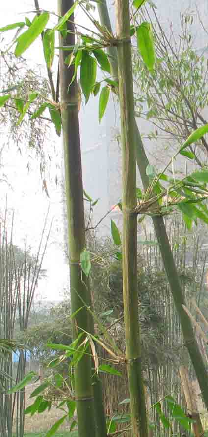 高风亮节 摄影 罗夫斯基