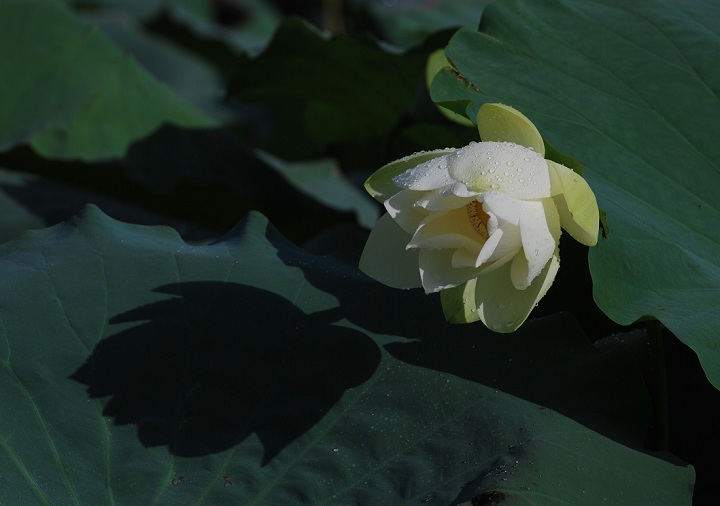 出水芙蓉 摄影 苏眉