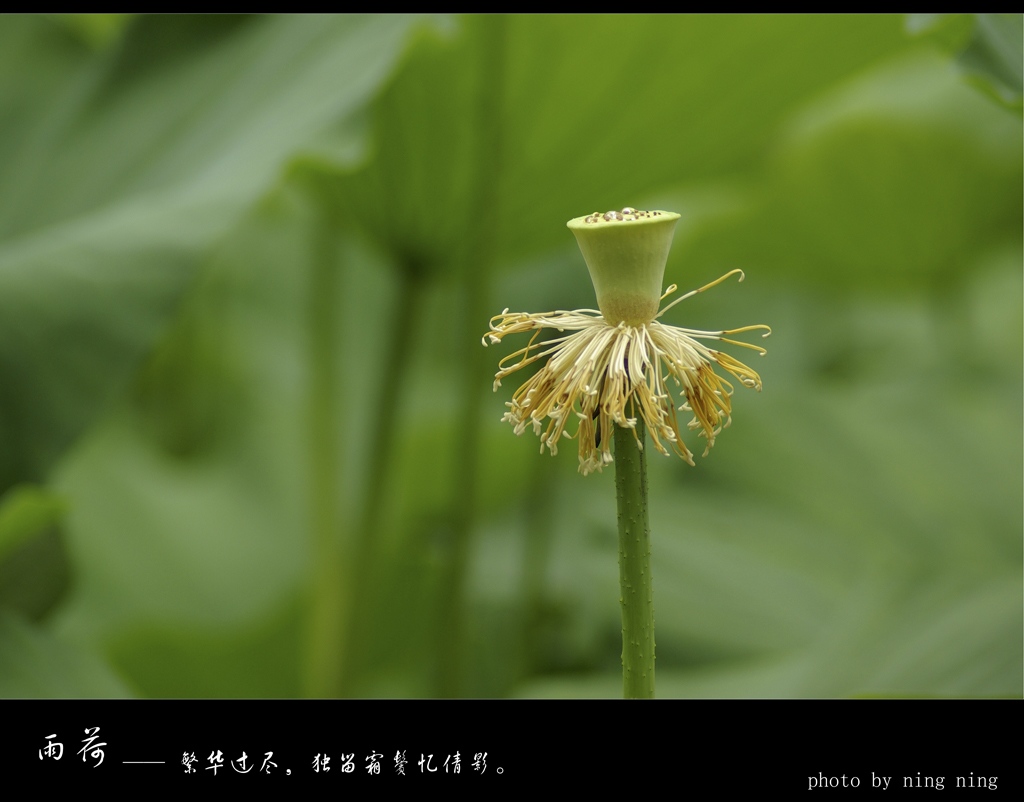 荷之语6 摄影 月影絮语