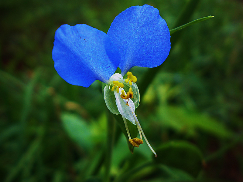 兰花花 摄影 玉庵