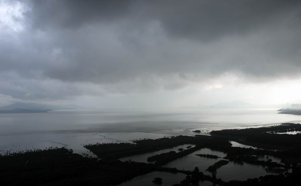 红树林雨季 摄影 采纳