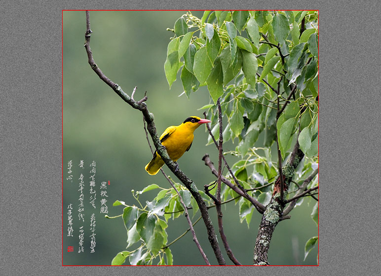 黑枕黄鹂 摄影 pigeon