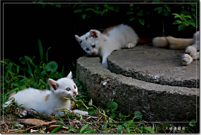 小猫 摄影 人味鱼