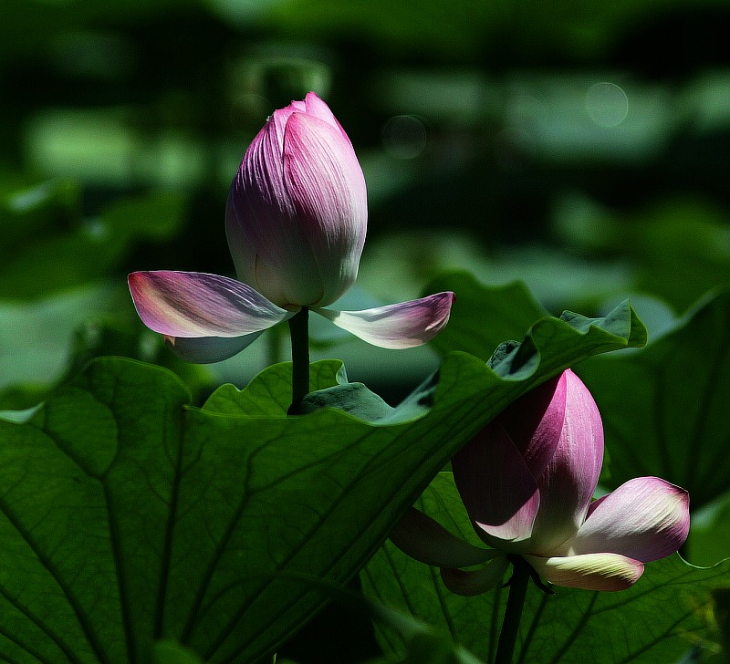 观荷 摄影 本森