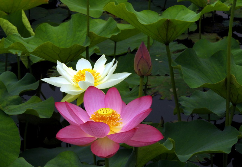 一家荷花美 摄影 风飘絮