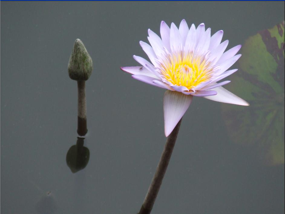 汝与我 两相依 花开花落不分离！ 摄影 真实生活