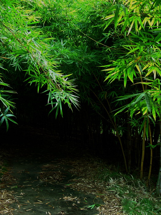 雨后4 摄影 隹寮