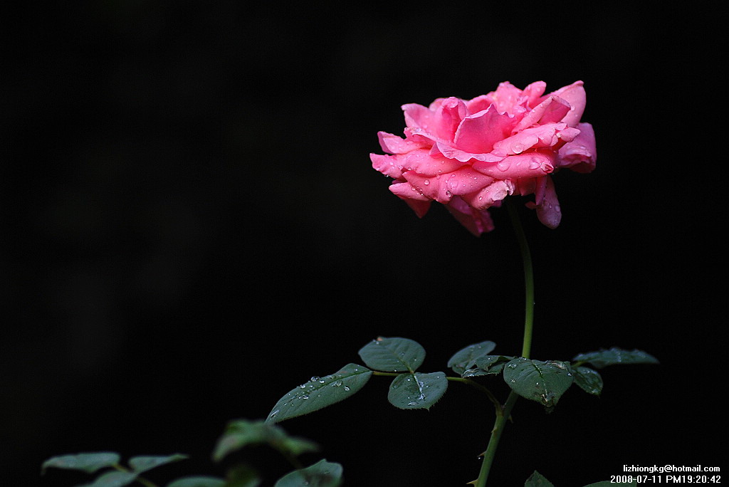 花妩媚，残花泪，谁道泪无痕！ 摄影 老板凳