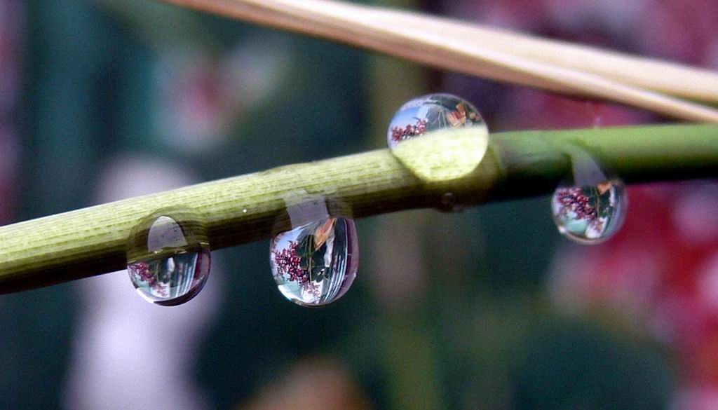 雨后新竹 摄影 小月飘逸