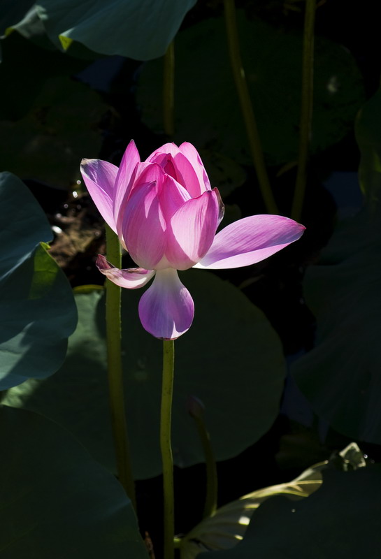 夕阳粉痕花馥香 摄影 虚竹子