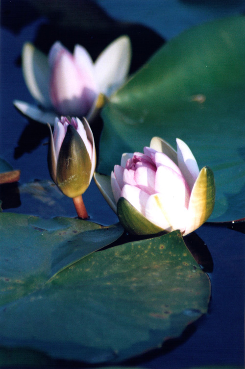 蓮花 摄影 行疆