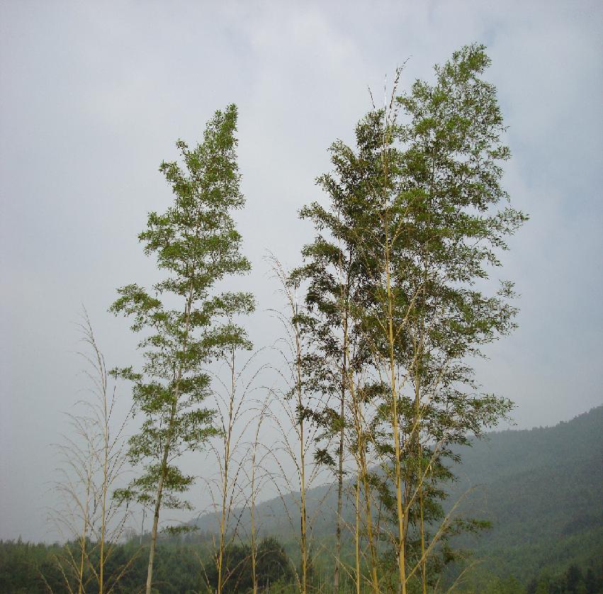 新竹 摄影 华夏天骄