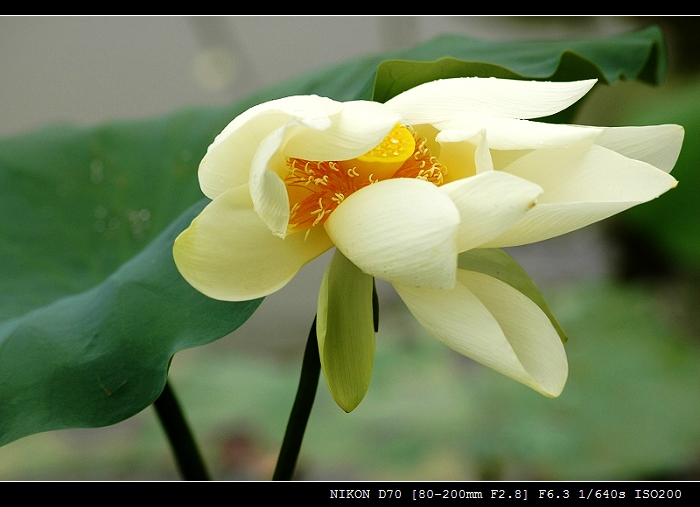 花开风雨后 摄影 快门杀手