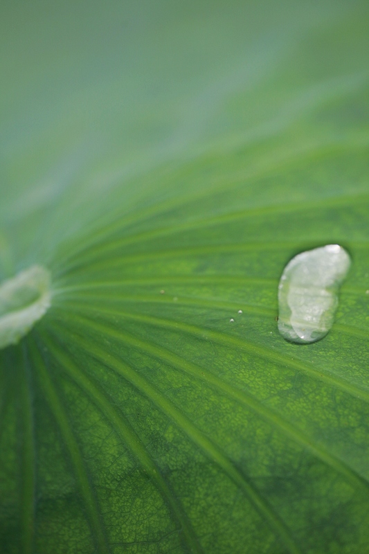 叶露！ 摄影 平淡永恒