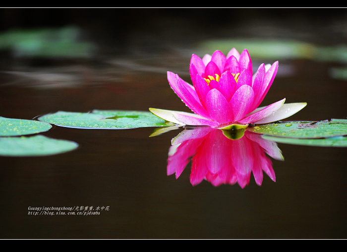 水中花 摄影 光影重重