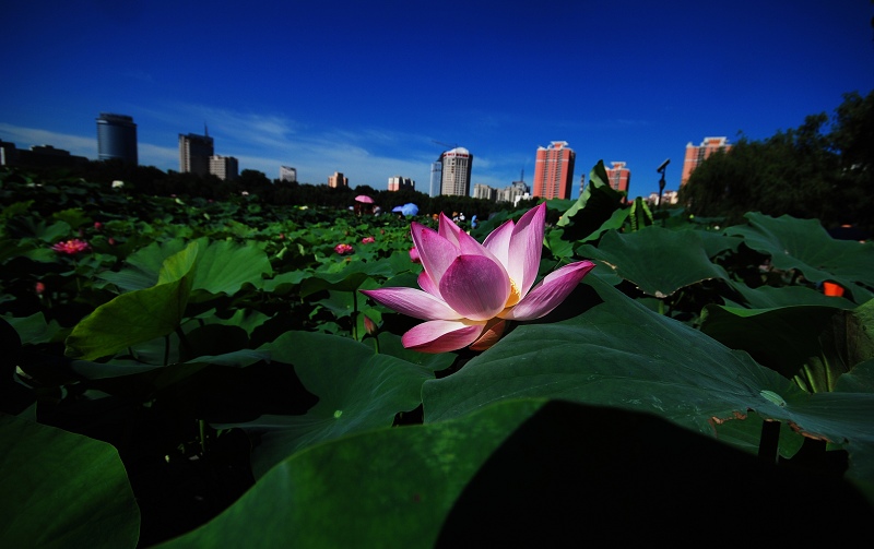 莲花池拍荷 摄影 入尼道人