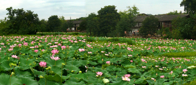 繁花似锦 摄影 时颖