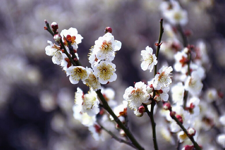 白梅 摄影 bjflower